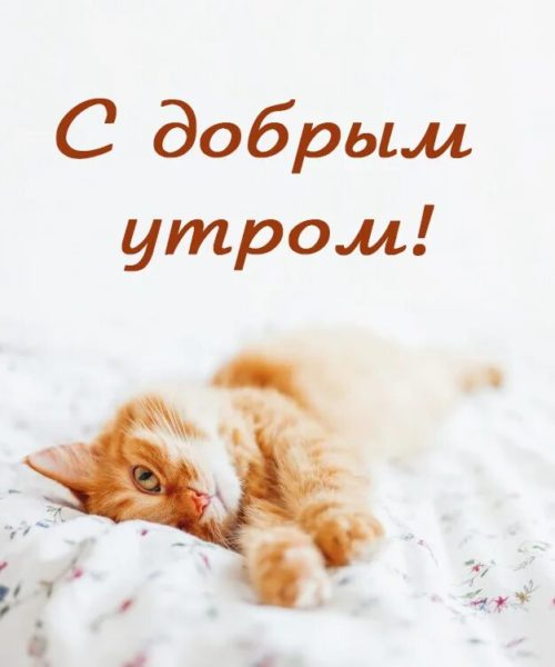 100 открыток с добрым утром с котятами и кошками