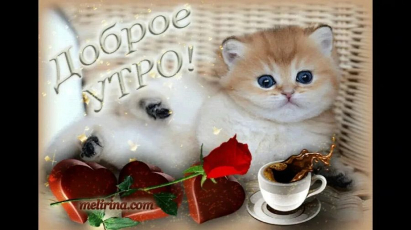 100 открыток с добрым утром с котятами и кошками