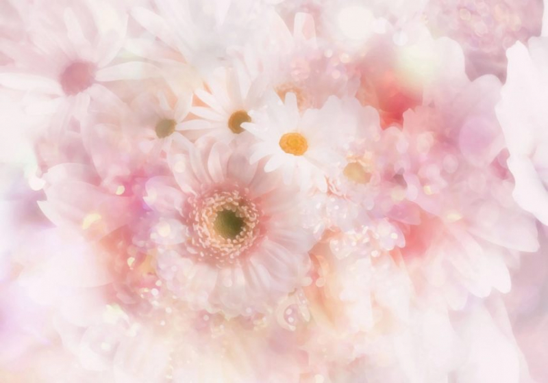 100 самых красивых цветочных фонов