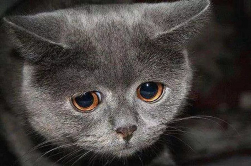 110 фото грустных и плачущих котиков и котят