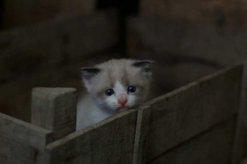 110 фото грустных и плачущих котиков и котят