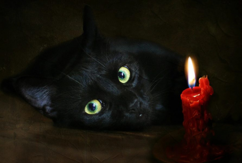 120 картинок с черными котами и котятами