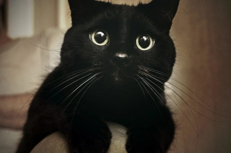 120 картинок с черными котами и котятами