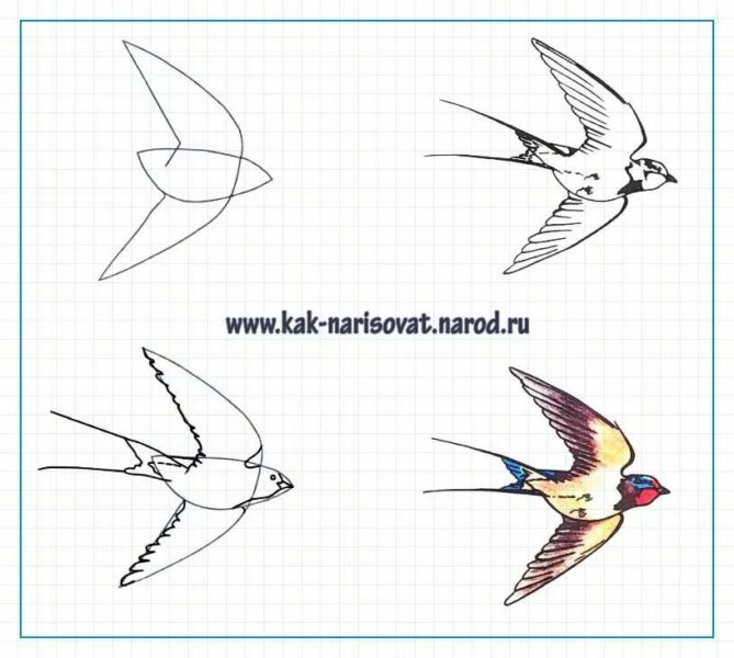 120 рисунков птиц для детей и взрослых