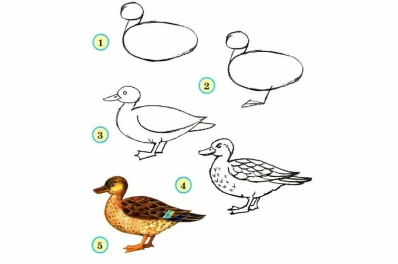 120 рисунков птиц для детей и взрослых