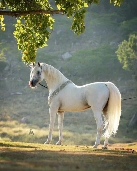 180 картинок с красивыми лошадьми