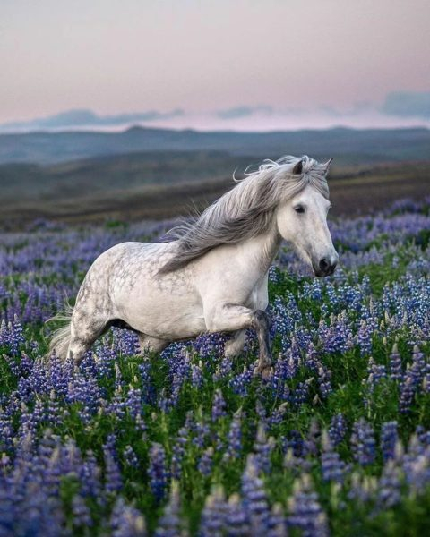 180 картинок с красивыми лошадьми