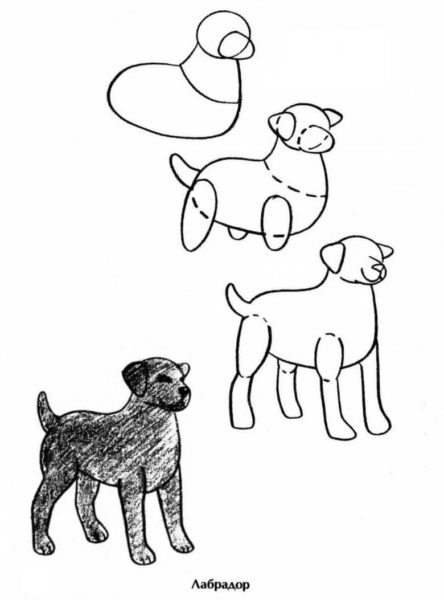 180 рисунков собаки карандашом и не только