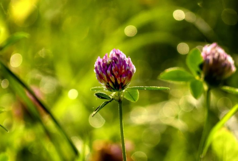 70 фото цветков клевера