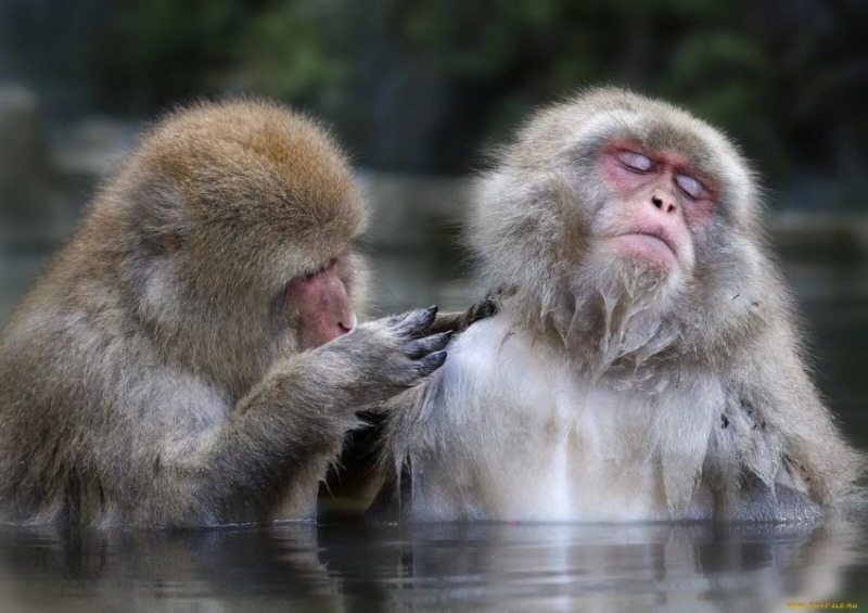 75 смешных и просто прикольных фото обезьян