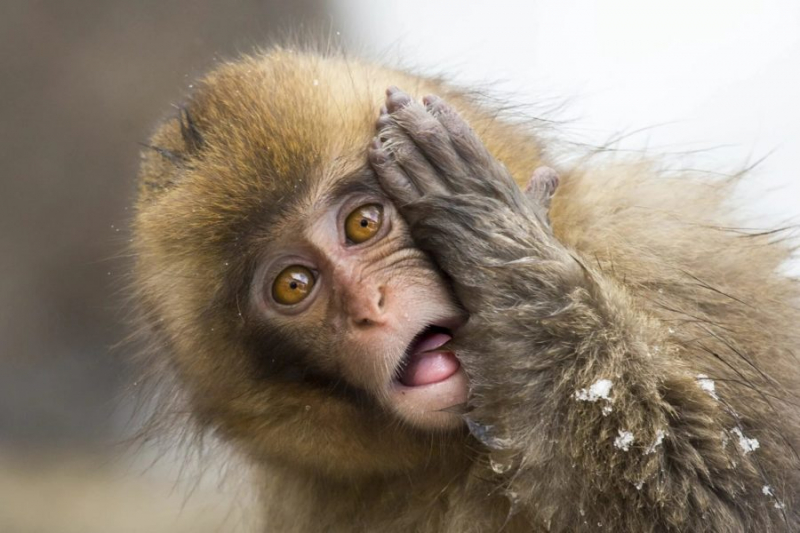75 смешных и просто прикольных фото обезьян