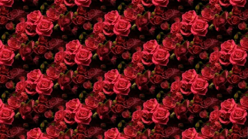 80 фонов с нежными розами