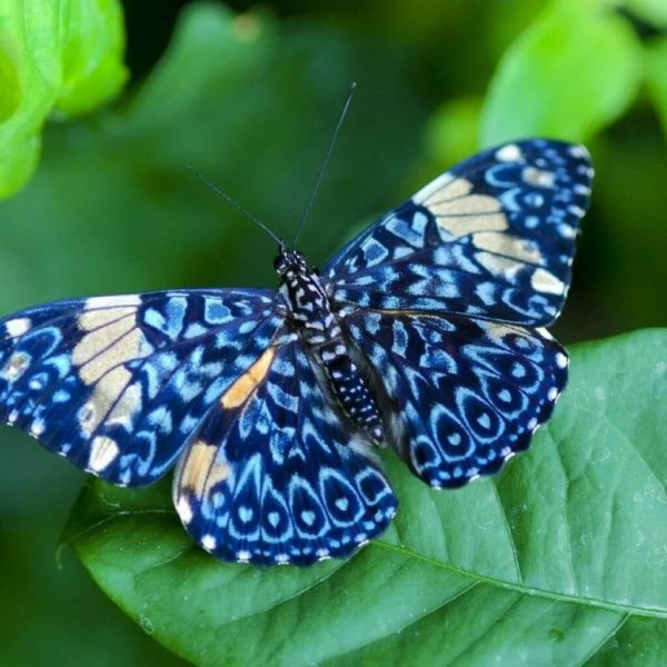 90 фото красивых бабочек