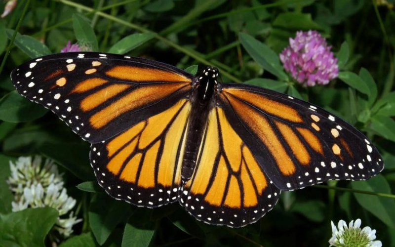 90 фото красивых бабочек