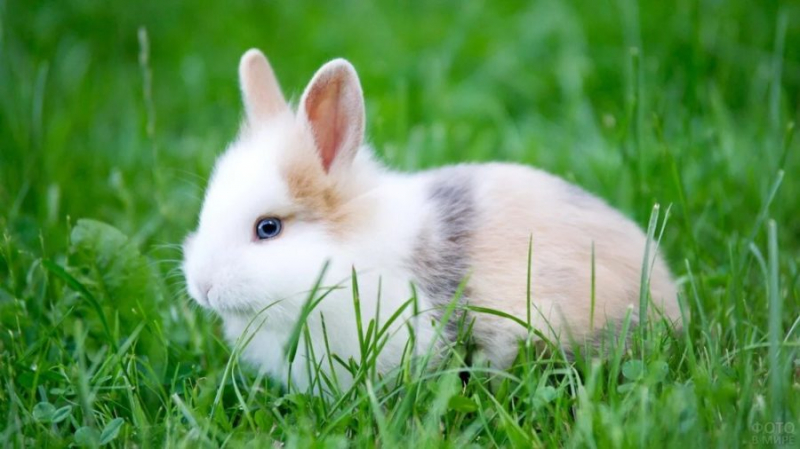 90 красивых картинок с кроликами