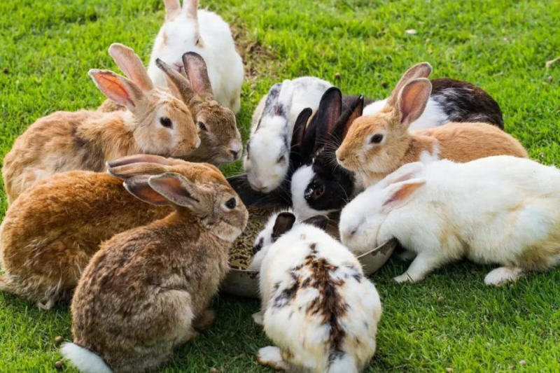 90 красивых картинок с кроликами
