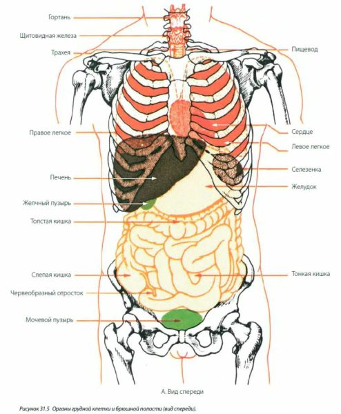 Анатомия человека в 40 картинках: внутренние органы