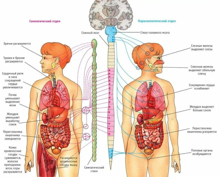 Анатомия человека в 40 картинках: внутренние органы
