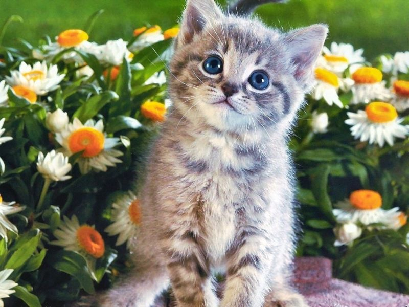 Картинки красивые котята (36 фото)