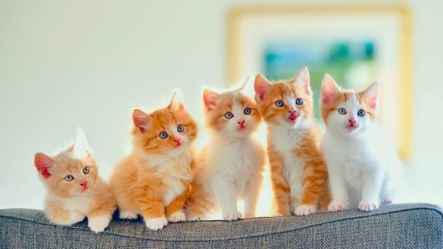 Картинки няшные котики (35 фото)