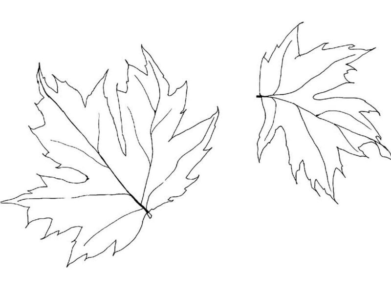 Коллекция трафаретов кленовых листьев для вырезания