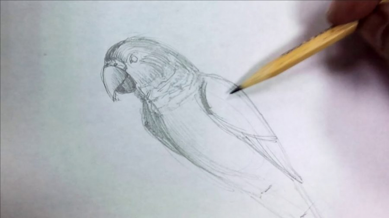 Рисунки для срисовки попугай (29 фото)