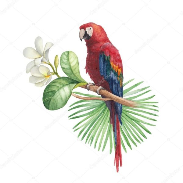 Рисунки для срисовки попугай (29 фото)