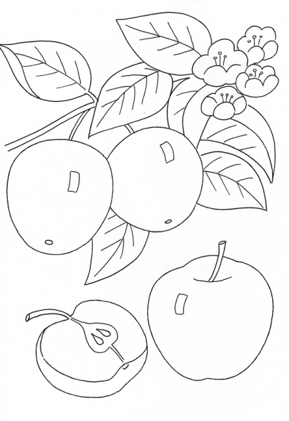 Рисунки карандашом для детей яблоки (48 фото)