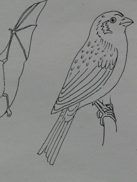 Рисунки карандашом поэтапно птица в полете (58 фото)