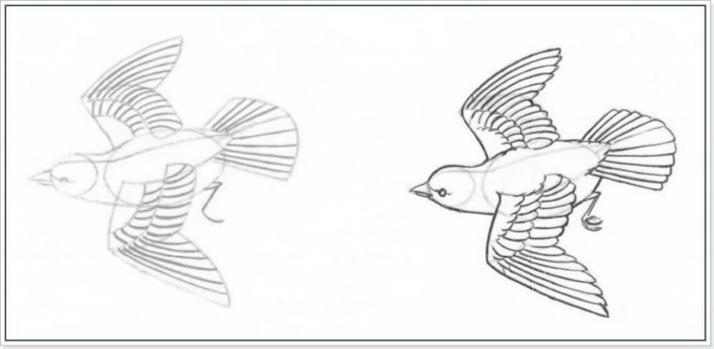 Рисунки карандашом поэтапно птица в полете (58 фото)