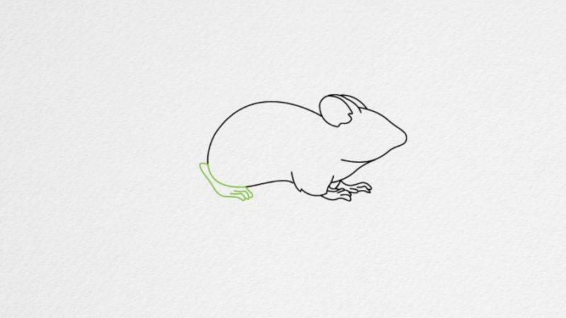 Рисунки мышки карандашом для детей (30 фото)