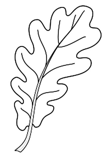 Рисунок карандашом дубовый лист (17 фото)
