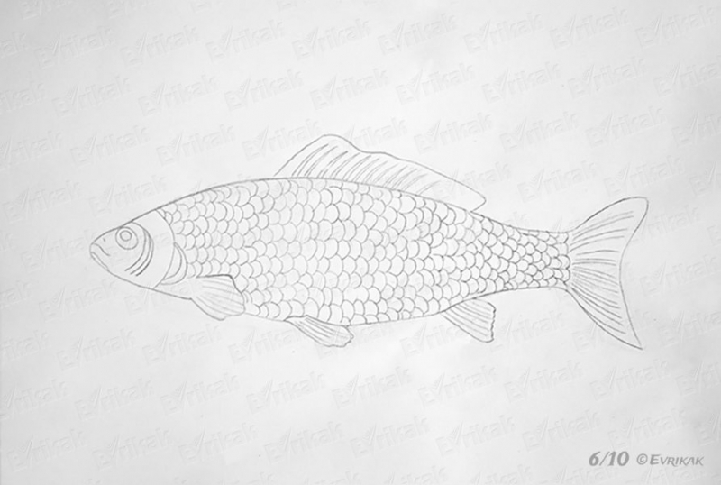 Рисунок карандашом сказка «Золотая рыбка» (20 фото)