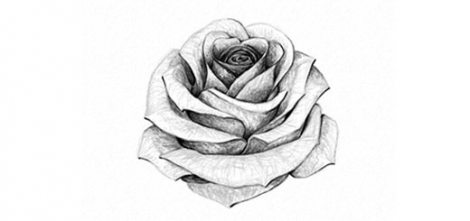 Рисуноки розы для срисовки (35 фото)