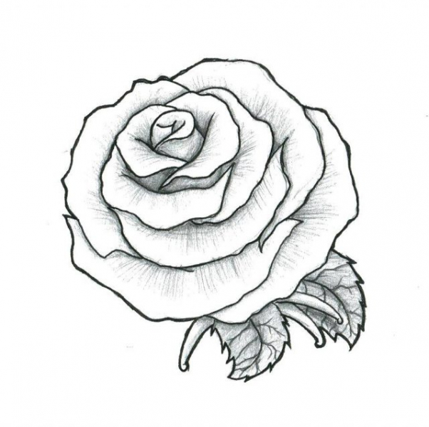 Рисуноки розы для срисовки (35 фото)