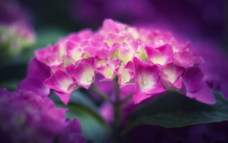 Самые красивые цветы: 180 фото