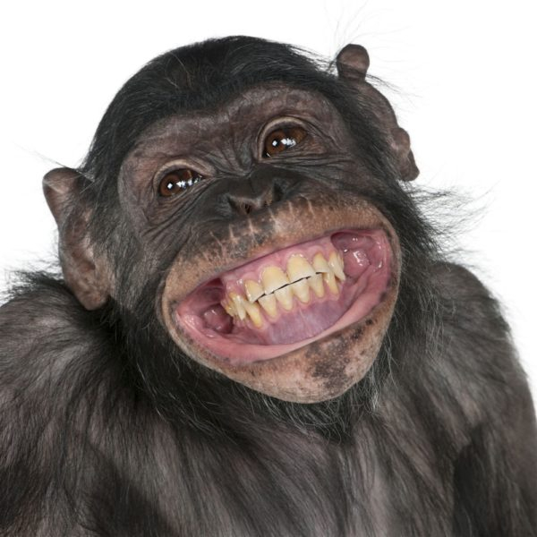 Смешные картинки обезьян (14 фото)