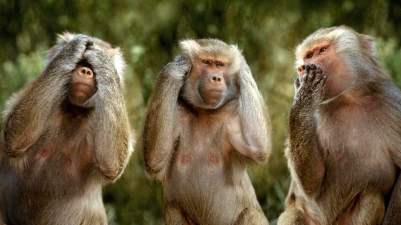 Смешные картинки обезьян (14 фото)
