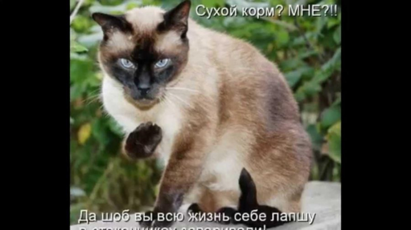 Смешные картинки про кошек с надписями (35 фото)