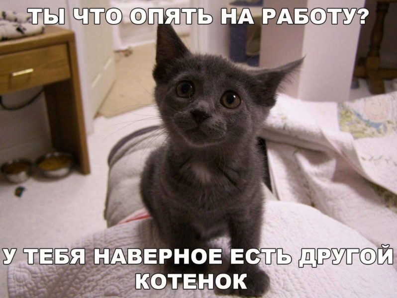Смешные картинки про кошек с надписями (35 фото)