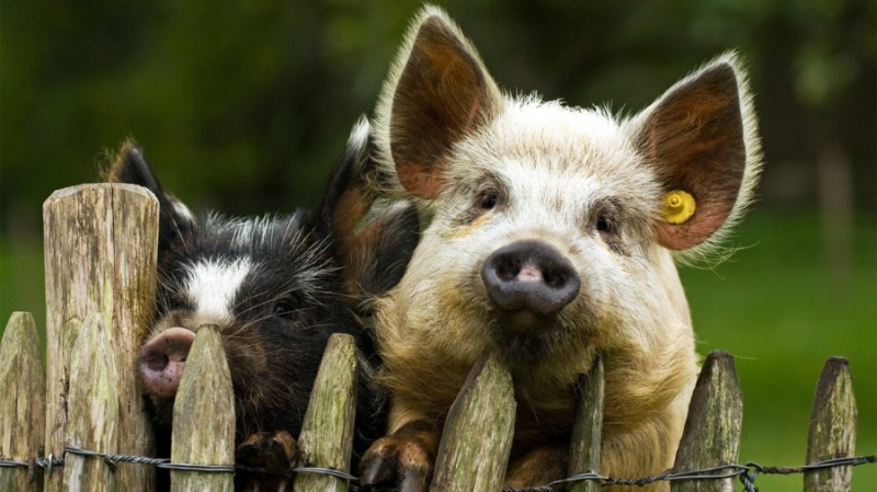 Смешные картинки про свиней (65 фото)