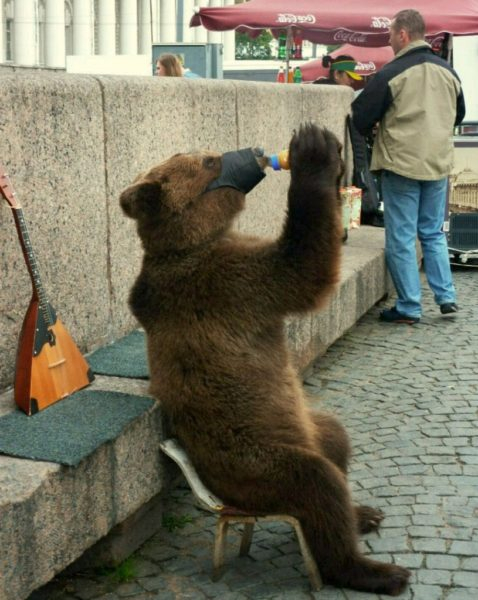 Смешные картинки с медведями (95 фото)