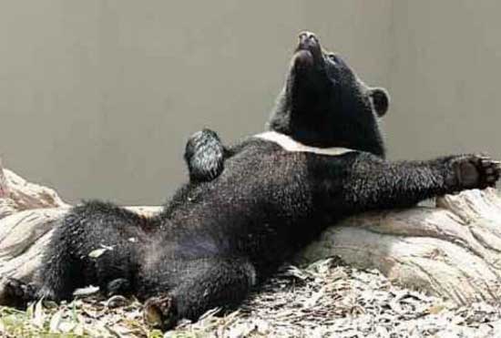 Смешные картинки с медведями (95 фото)