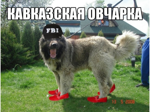 Смешные картинки с собаками с надписями (35 фото)