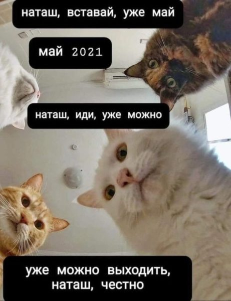 Топ 200 мемов с котиками 2023