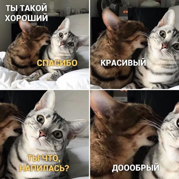 Топ 200 мемов с котиками 2023